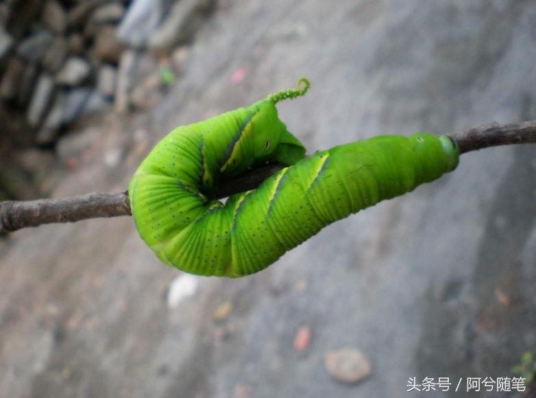 9大农业害虫，都成了农民餐桌上美味！