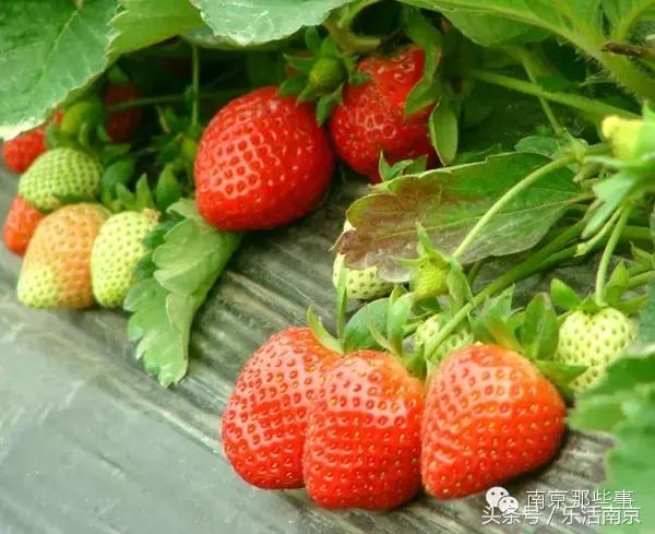 南京踏青赏梅乐享春光,赏梅园