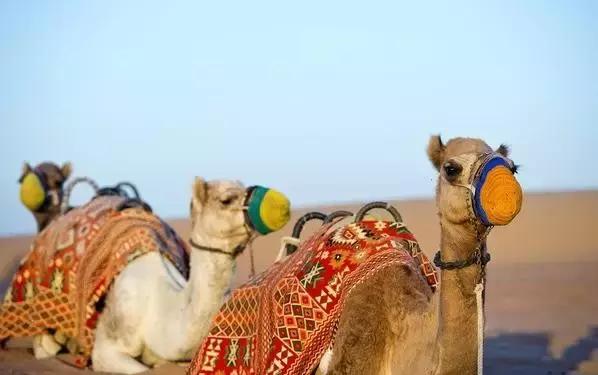 迪拜十大奇闻异事,迪拜不可思议十大发现