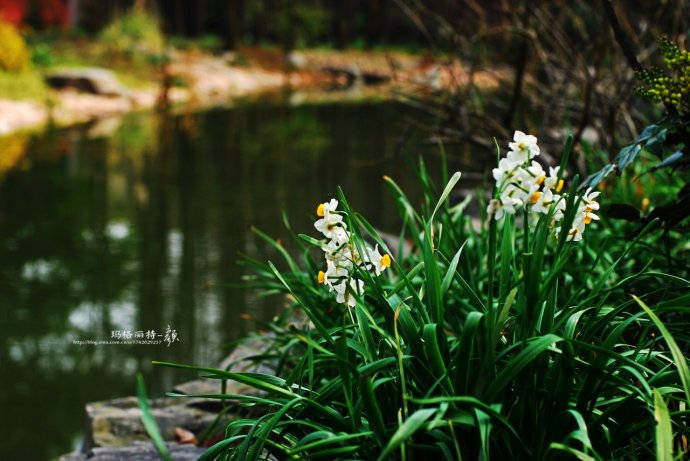 水仙花卉美图,植物水仙子图片