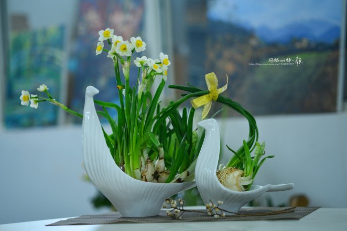 水仙花卉美图,植物水仙子图片