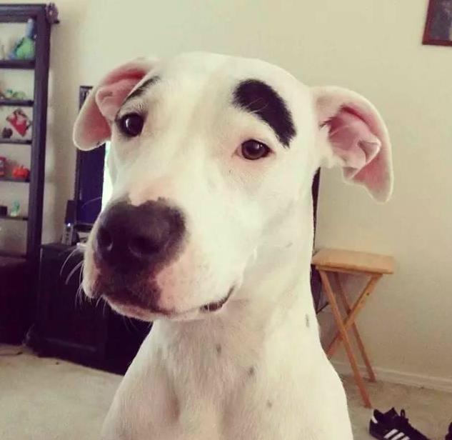 给狗狗画眉毛的视频,给狗狗画肖像笑得很开心