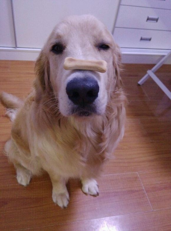 宠物腹泻时如何正确处理伤口,宠物腹泻和拉稀的区别在哪个部位