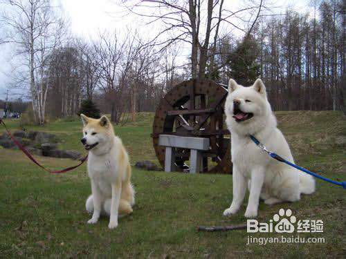 普遍的狗狗品种大全及图片,所有狗狗品种集合大全