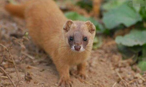 小故事抓鬼,捉到鬼故事