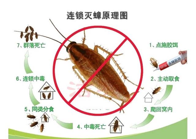 彻底消灭德国小蠊,家里好多德国小蠊