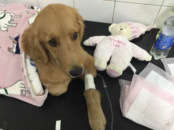 五个月金毛领养,因为无人照料送走了7个月的金毛