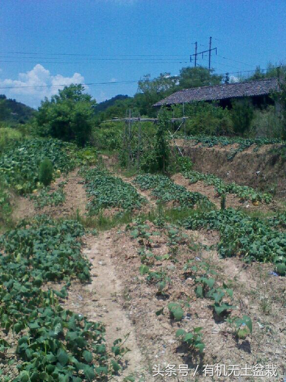 蔬菜高端大气的菜,蔬菜高端菜