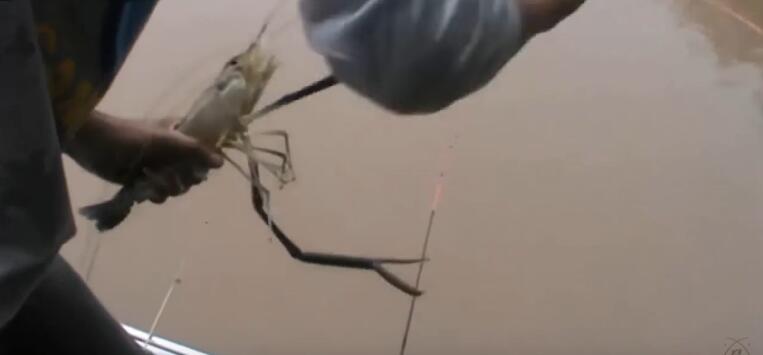 男子在河道钓龙虾,河里捕捉野虾视频