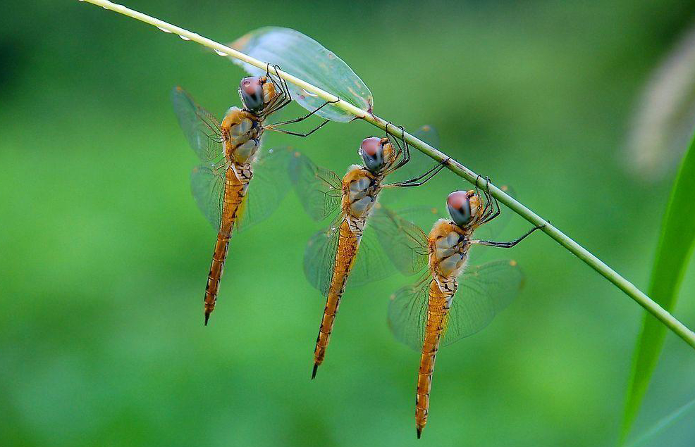 农村常吃的十种虫子,小时候能吃的八种虫子