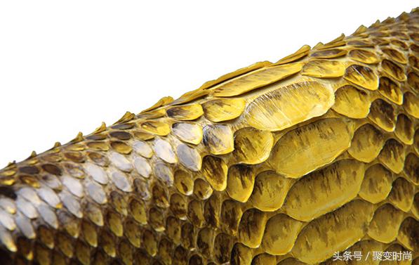 无与伦比皮肤,世界上最贵的蛇皮是什么蛇皮