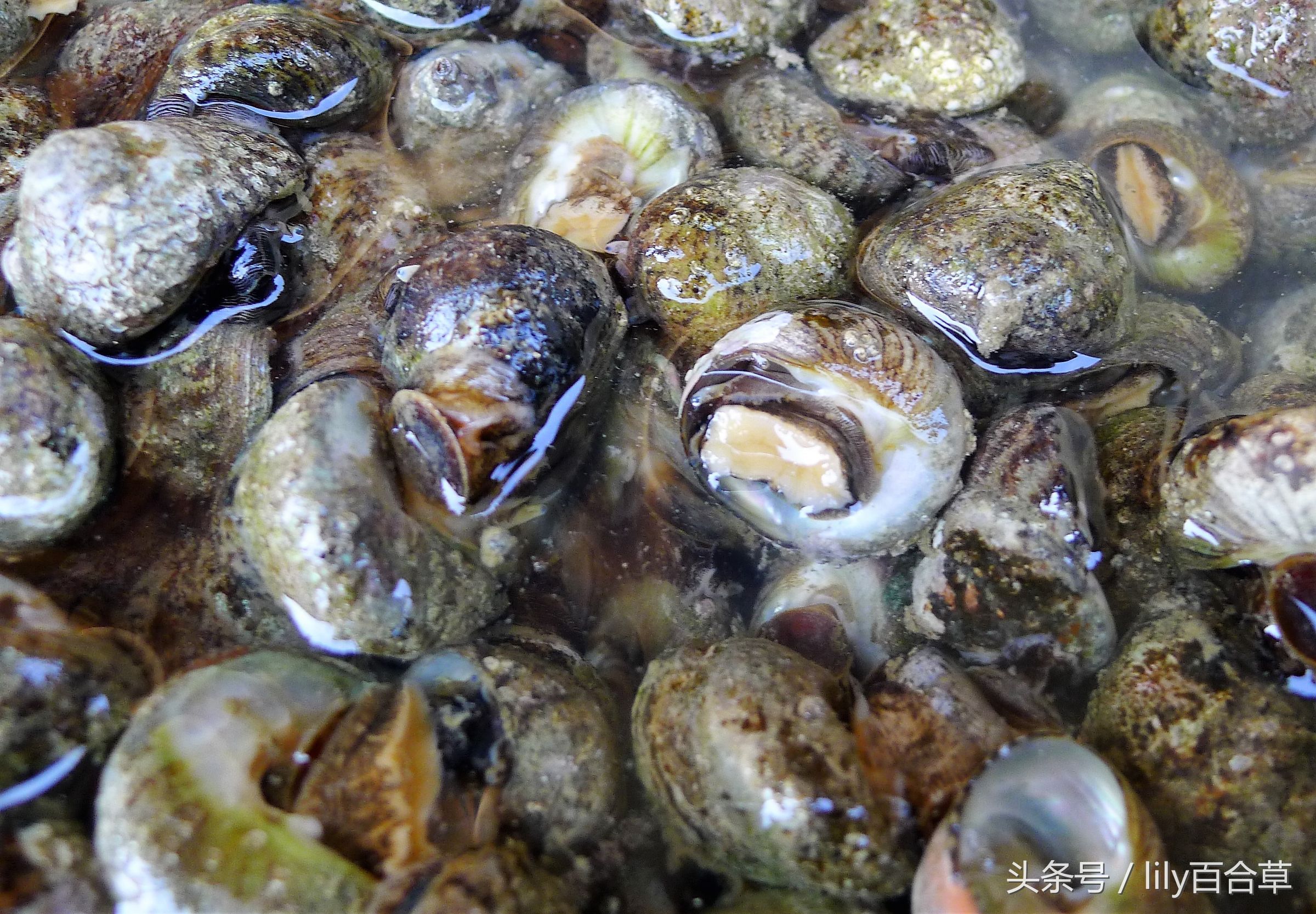 吃海鲜适合带什么,回家路上可以带海鲜吗