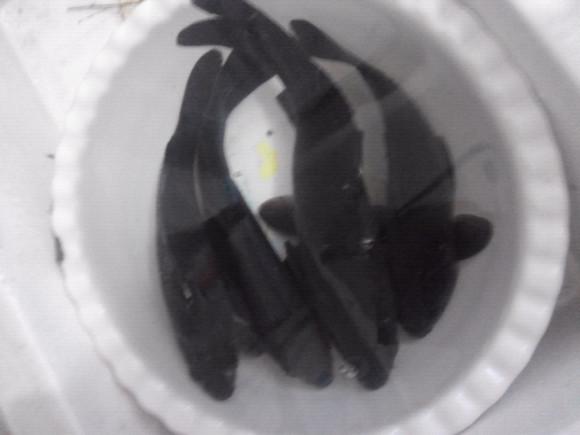 钓上来的鲫鱼发白,钓上来的鲫鱼身上有红点可以吃吗