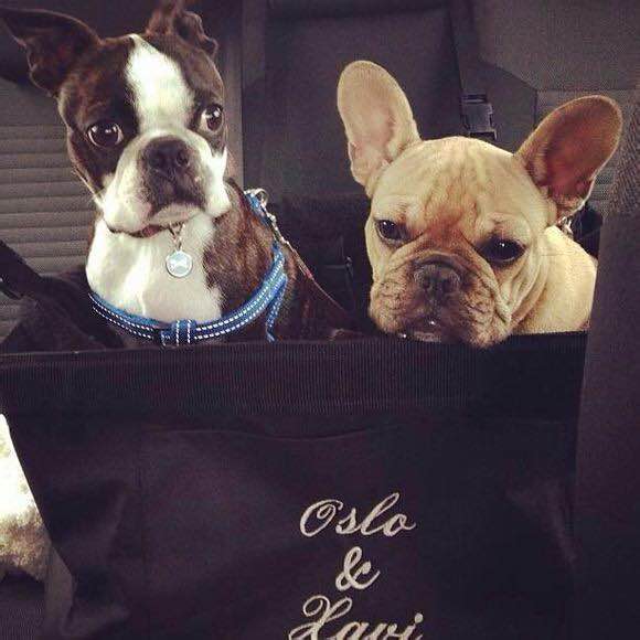 狗狗品种收集大全,收藏狗狗