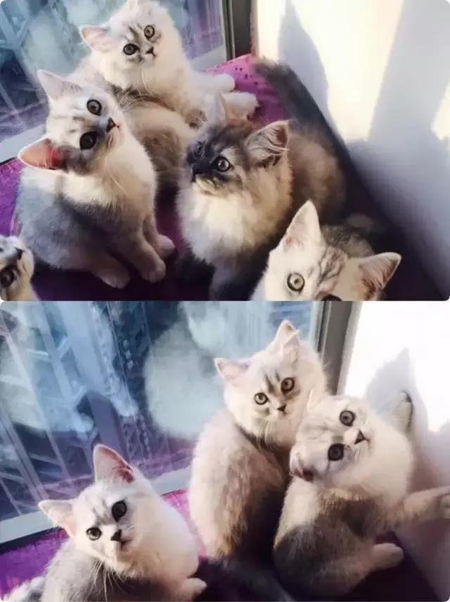 长沙人爱养什么品种的鸟,长沙人为什么喜欢养乌龟