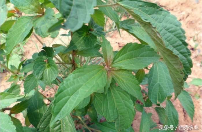 血见愁草能治疗流鼻血吗,农村常见的血见愁有什么药用