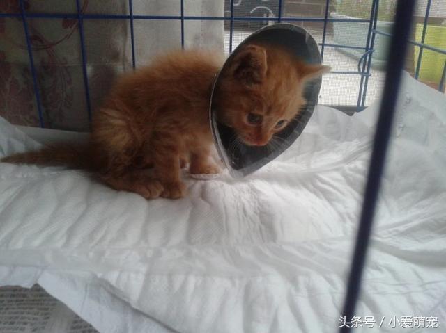 猫咪身上长蛆了会死吗,猫咪后腿被咬能自愈吗