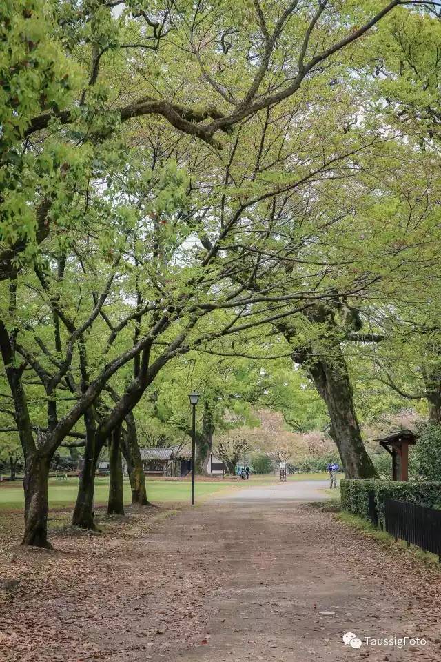 日本大阪旅游地震,日本旅游福岛地震