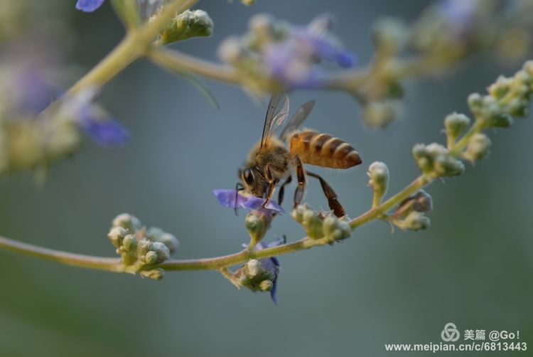 微距镜头下的昆虫视角,微距下的昆虫摄影