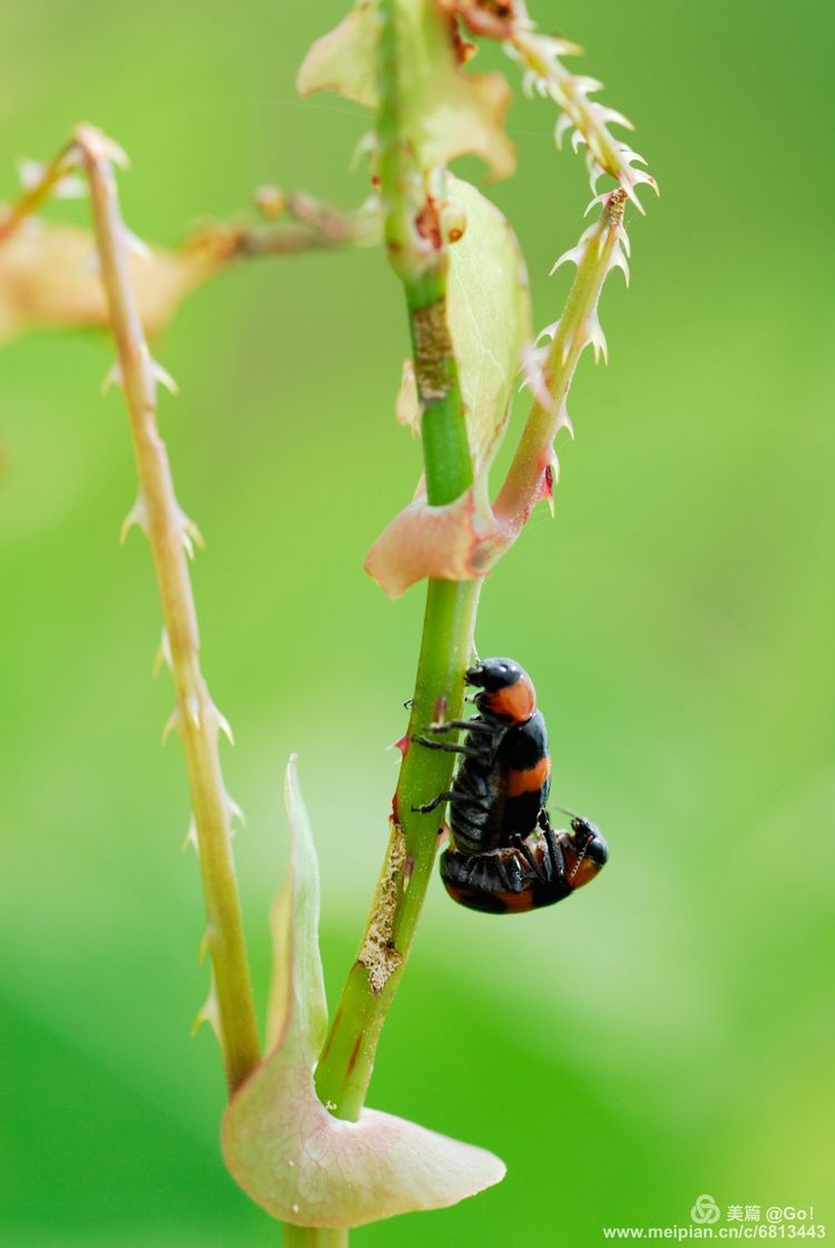 微距镜头下的昆虫视角,微距下的昆虫摄影
