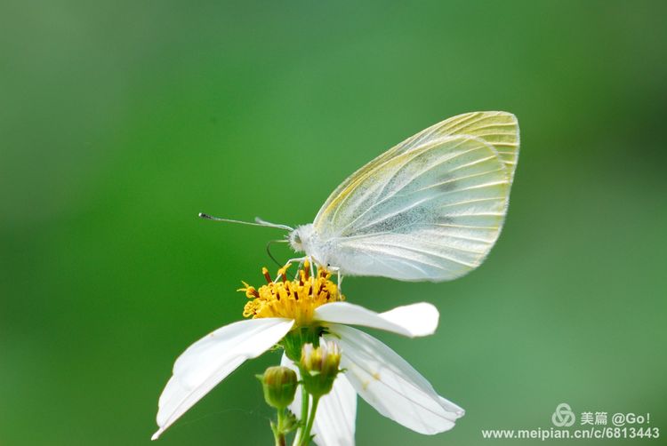 微距镜头下的昆虫视角,微距下的昆虫摄影