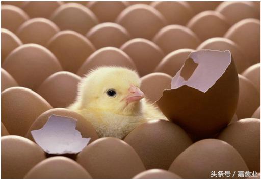 种鸡怎样授精,种鸡养殖学习