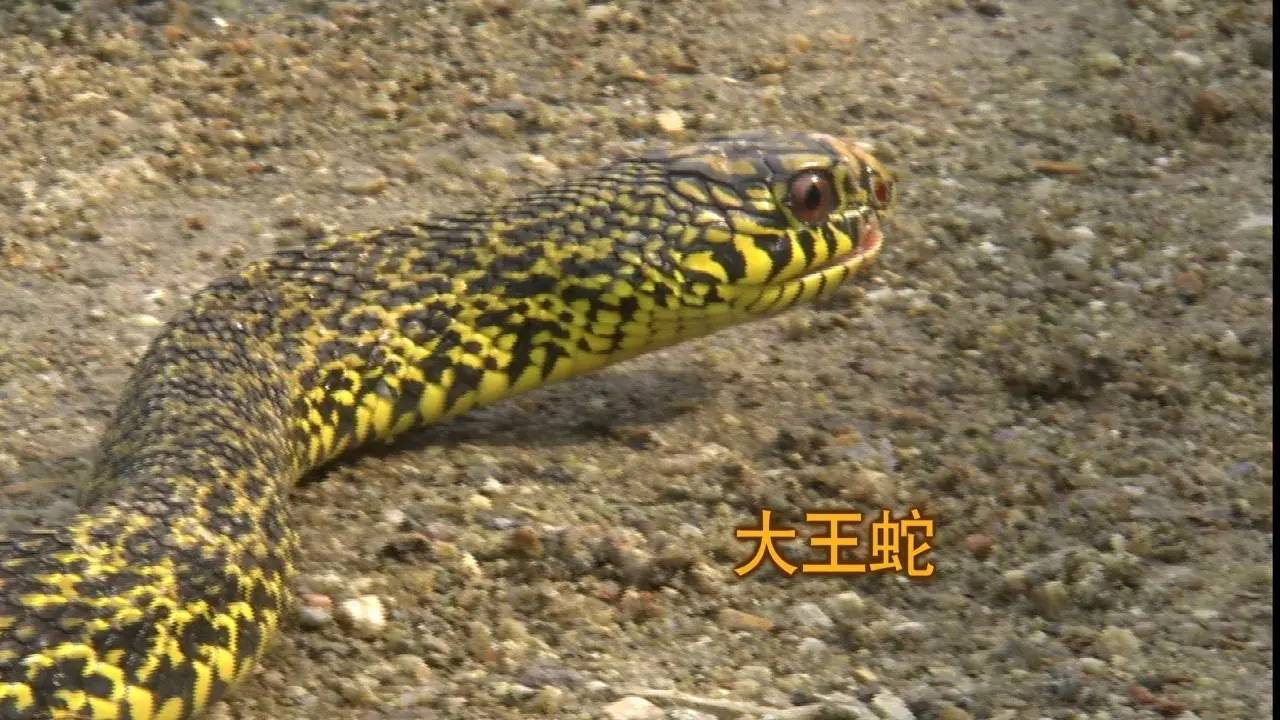 可咋整！好（zuō）奇（sǐ）记者要抓剧毒的蛇，拦都拦不住！