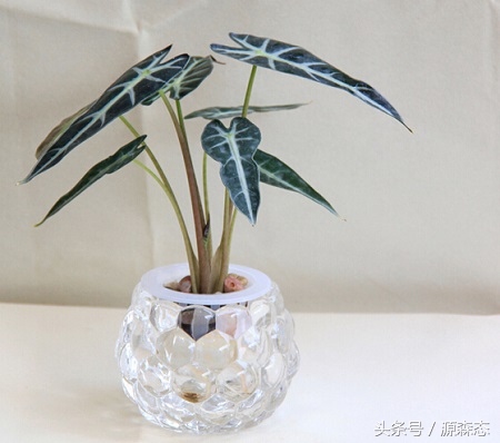 水培花卉室内水养大中型,水培花卉的正确使用方法