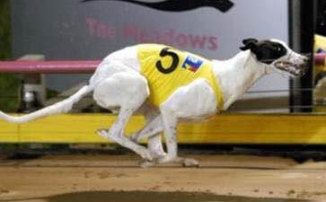 狗狗品种收集大全,收藏狗狗