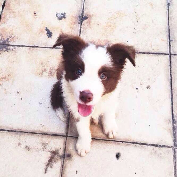 边牧这种狗到底有多聪明,边牧的智商真的有6-8岁那么高吗