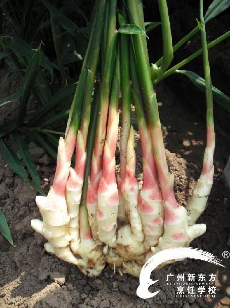 冬种萝卜夏种姜,秋冬季节怎样种姜