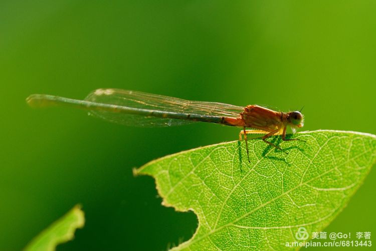 微距镜头下的昆虫视角,微距下的昆虫摄影