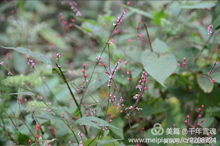 永远的余子店——文/刘宏冰