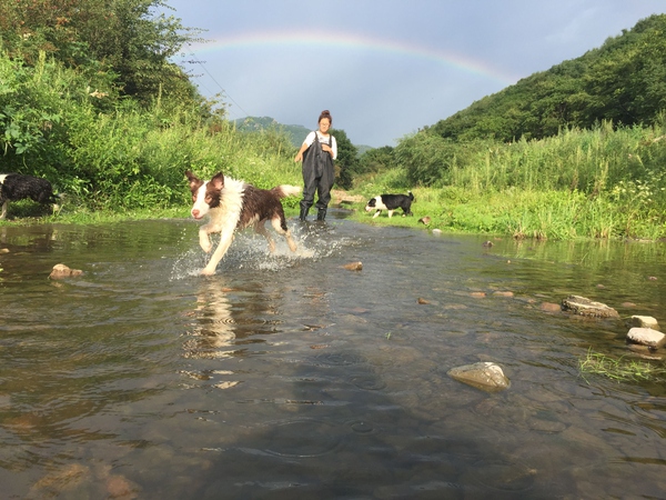 边牧这种狗到底有多聪明,边牧的智商真的有6-8岁那么高吗
