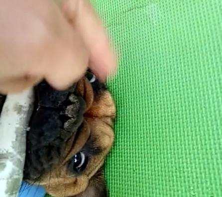 给牛剖腹产,给牛做剖腹产需要多少钱