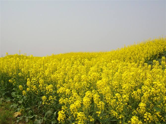春季赏花图鉴大全,春季赏花游哪里好玩