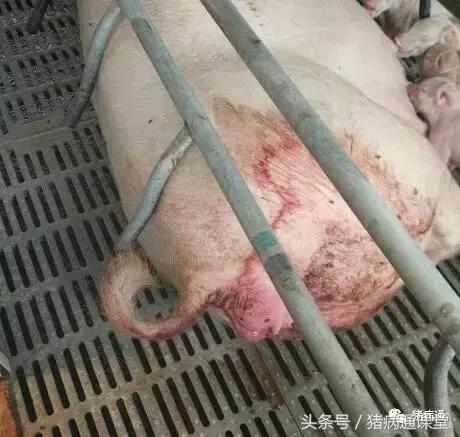 什么情况下母猪需要冲宫,母猪产仔没破羊水怎么助产