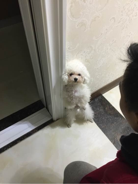 泰迪超过三个月,泰迪超过预产期没生怎么办