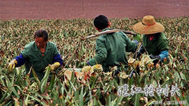 湛江讲雷话、吴川话以及各市县区的人是怎样互相调侃的？