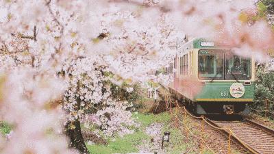 四川乐山最美的春天,乐山的春天有多美