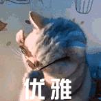 猫咪对着主人喵一声,猫咪对着主人叫但是没声音