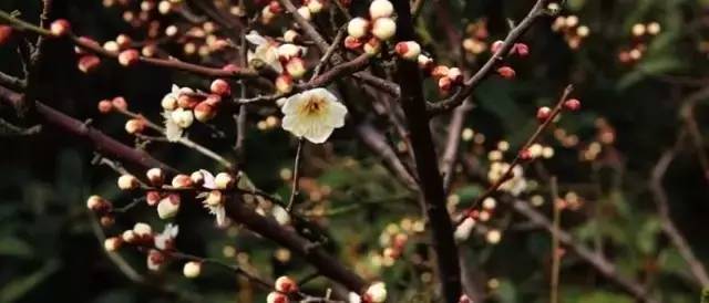 苏州园区赏梅攻略,何时去苏州赏梅最佳