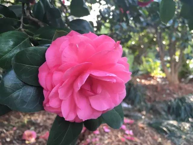 南宁游玩踏青攻略路线推荐,南宁春游赏花攻略图