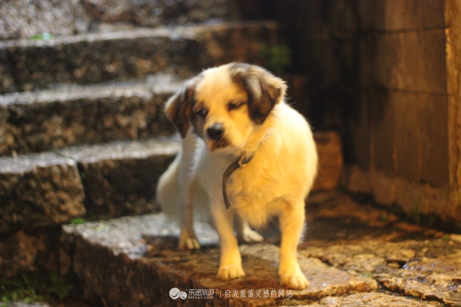 丽江古城的美丽夜景,丽江古城真的是个很美丽的地方