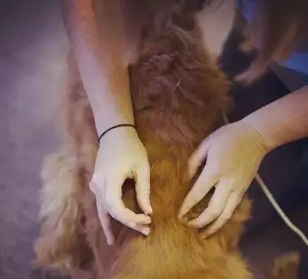 狗狗生病了吃什么食物,狗狗生病了吃点什么好