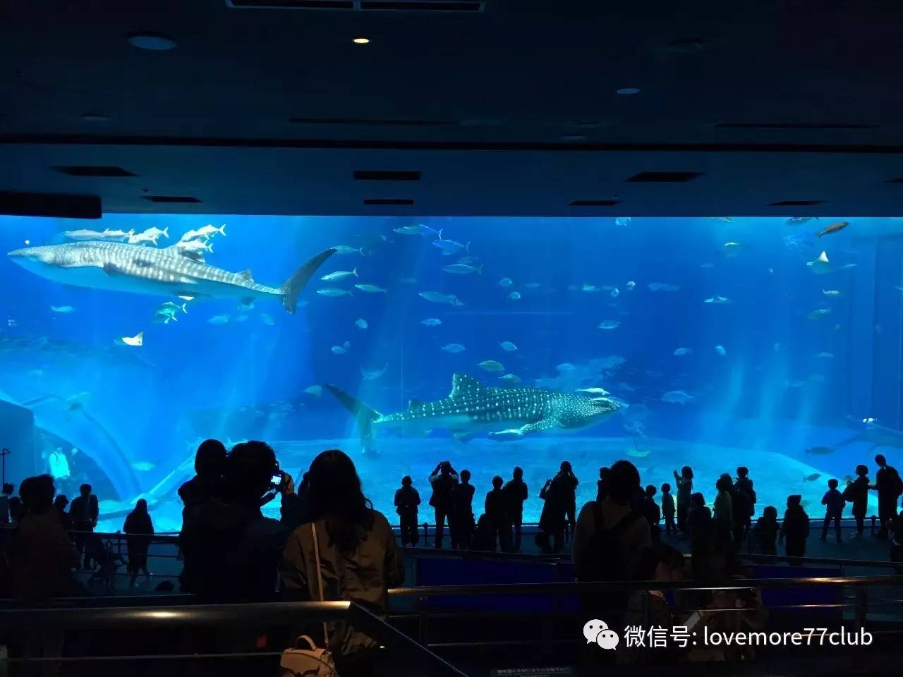 冲绳石垣岛亲子游攻略,冲绳亲子游最佳路线图冬天