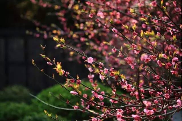 苏州园区赏梅攻略,何时去苏州赏梅最佳