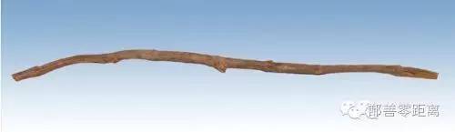 新疆鄯善骆驼,鄯善的骆驼