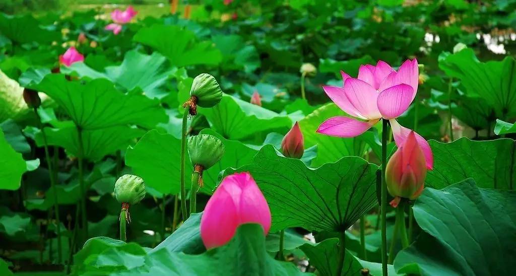 你,为什么离不开石柱!