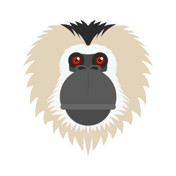 2016年是什么猴,2016年是属什么猴